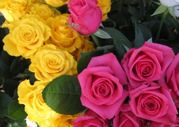 عکس گل زرد برای تصویر زمینه
