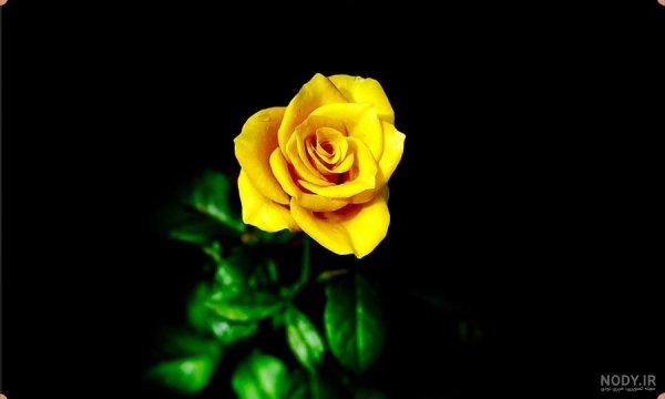 عکس گل زرد برای تصویر زمینه