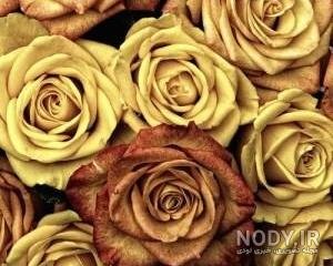 عکس گل زرد برای تصویر زمینه