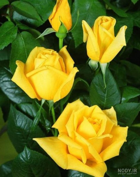 عکس گل زرد برای تصویر زمینه