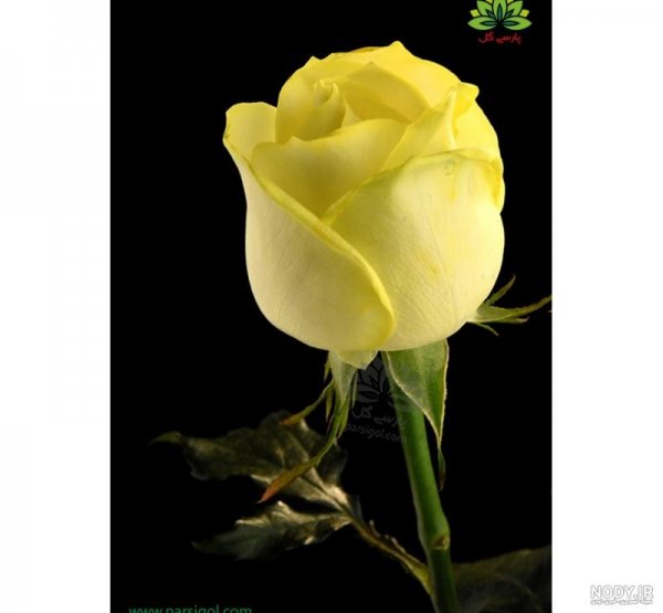 عکس گل زرد برای پروفایل واتساپ
