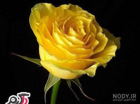 عکس گل زرد برای پروفایل واتساپ