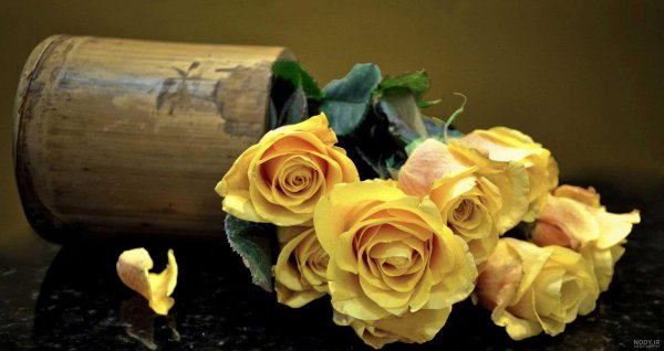 عکس گل زرد برای پروفایل واتساپ