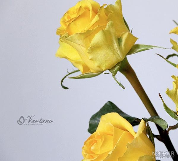 عکس گل زرد برای پروفایل واتساپ