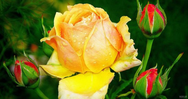 عکس گل زرد برای پروفایل واتساپ