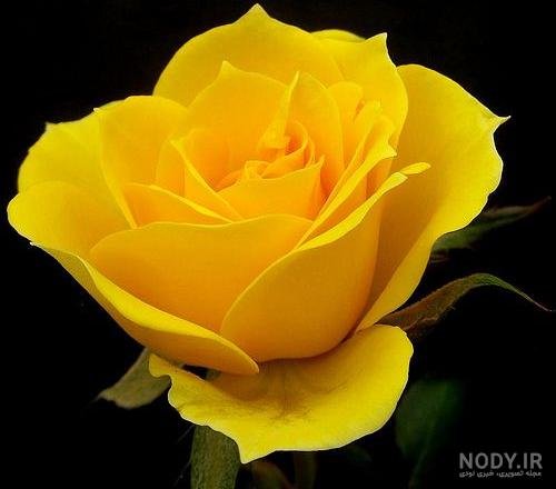 عکس گل زرد برای پروفایل واتساپ
