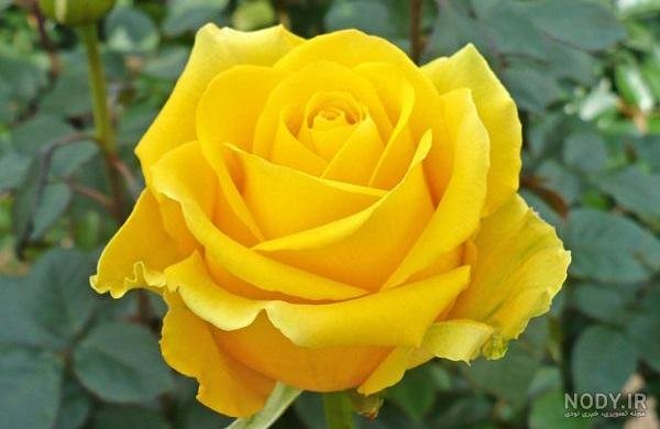 عکس گل زرد برای پروفایل واتساپ