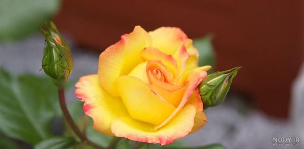عکس گل زرد برای پروفایل واتساپ