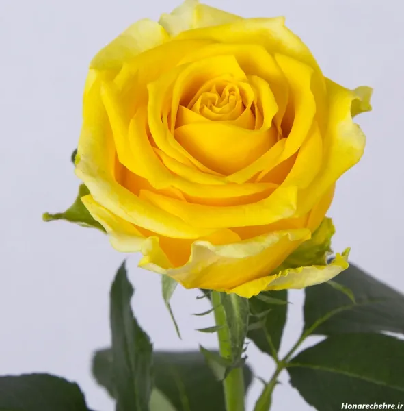 عکس گل زرد و قرمز