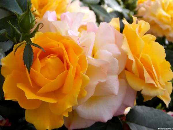 عکس گل زرد و قرمز