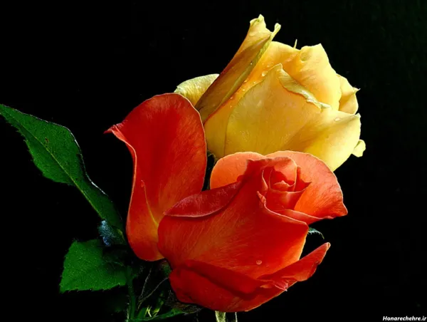 عکس گل زرد و قرمز