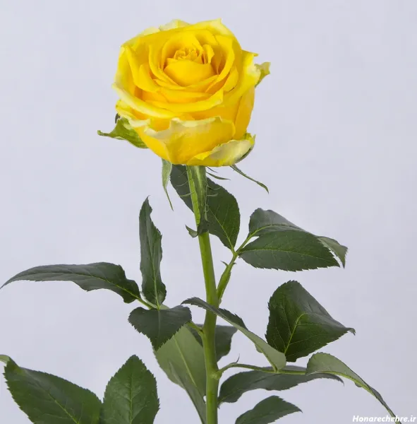 عکس گل زرد و قرمز