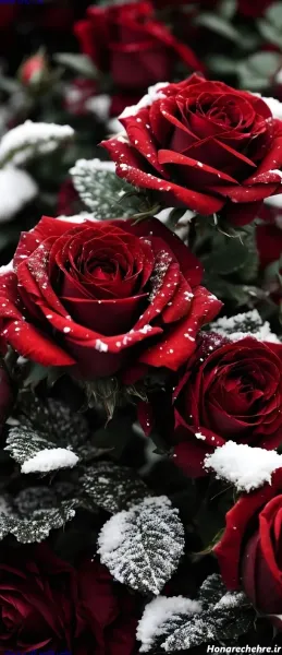 عکس گل زرد و قرمز