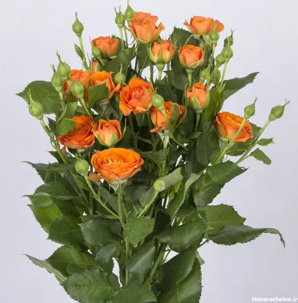 عکس گل زرد و قرمز
