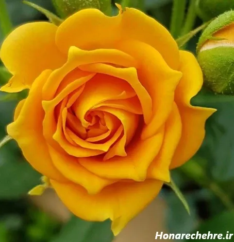 عکس گل زرد و قرمز