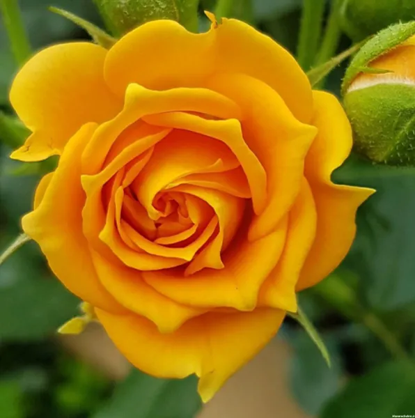 عکس گل زرد و قرمز
