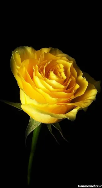 عکس گل زرد و قرمز