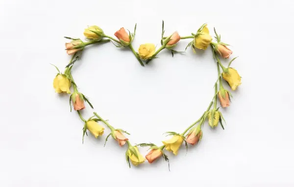 عکس گل رز زرد طبیعی