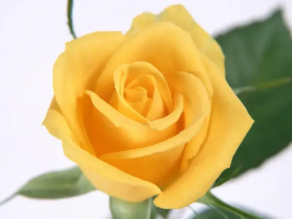  عکس گل رز زرد طبیعی