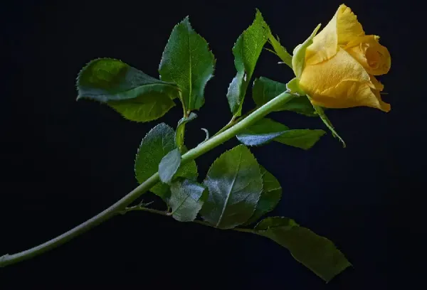  عکس گل رز زرد طبیعی