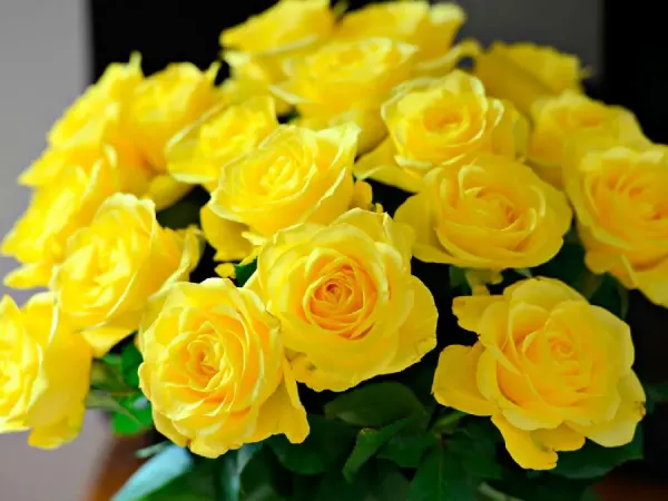  عکس گل رز زرد طبیعی