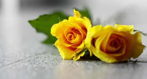  عکس گل رز زرد طبیعی