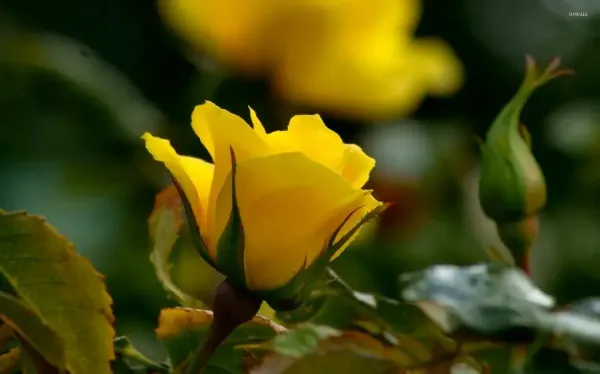  عکس گل رز زرد طبیعی