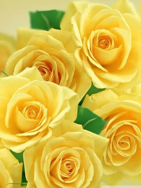  عکس گل رز زرد طبیعی