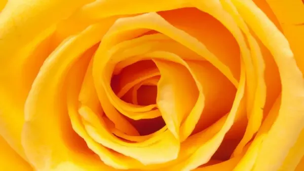  عکس گل رز زرد طبیعی