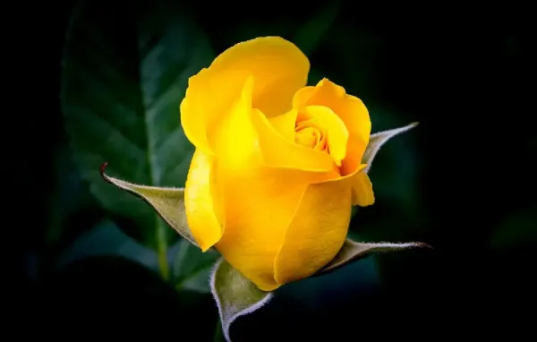  عکس گل رز زرد طبیعی