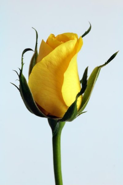  عکس گل زرد ریز