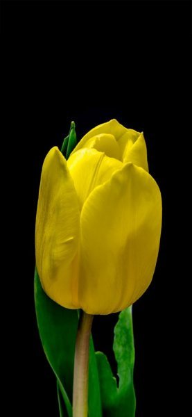  عکس گل زرد ریز