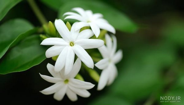  عکس گل زرد و سفید