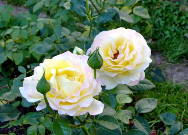  عکس گل زرد و سفید
