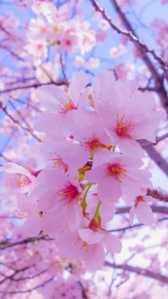 عکس شکوفه بهاری با کیفیت HD