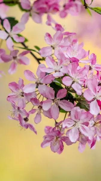  عکس باربی زیبا برای پروفایل