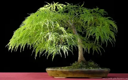  بک گراند مشکی برای لپ تاپ