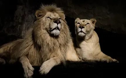  بک گراند مشکی برای لپ تاپ