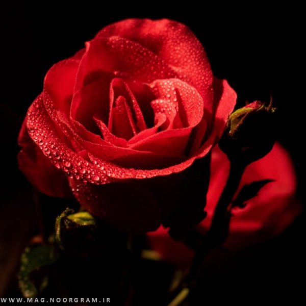  عکس قرمز ساده