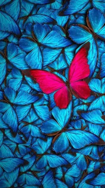 عکس پروانه زیبا برای پروفایل