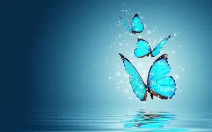 عکس پروانه زیبا برای پروفایل
