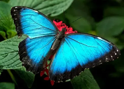  عکس های پروانه