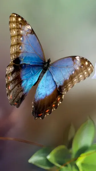  عکس های پروانه