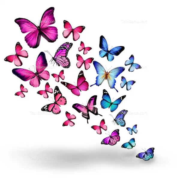 عکس پس زمینه پروانه آبی