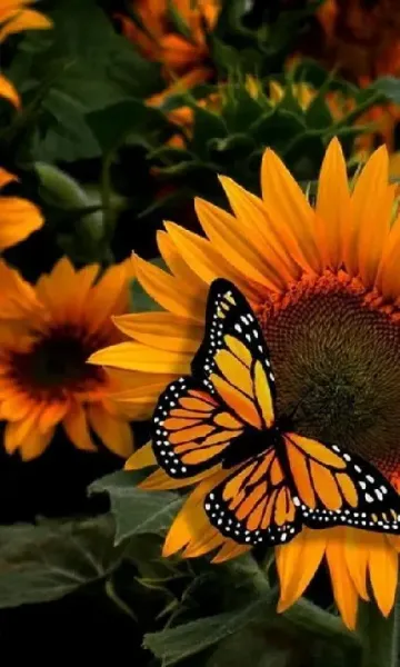  عکس گل و پروانه برای تصویر زمینه گوشی