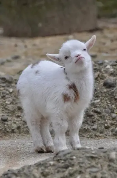  عکس بره کوچولو واقعی