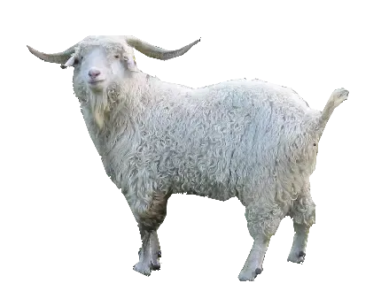  عکس گوسفند واقعی