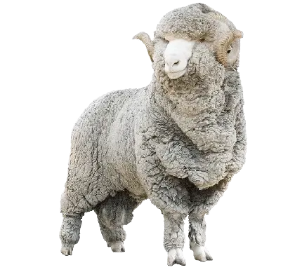  عکس گوسفند واقعی