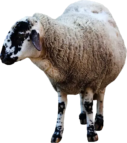  عکس گوسفند واقعی