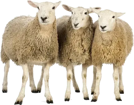  عکس گوسفند واقعی